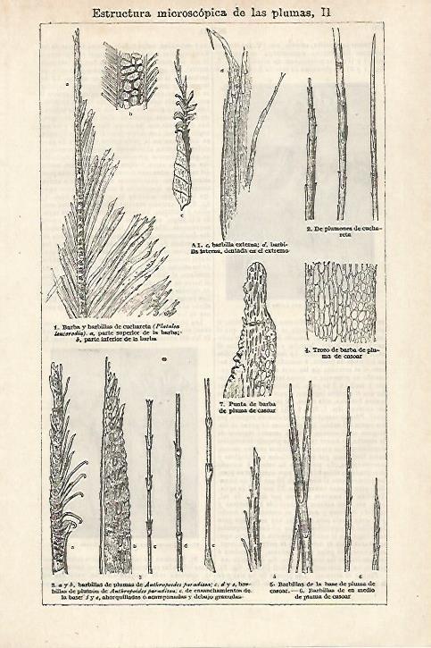 LAMINA ESPASA 27165: Estructura de las plumas