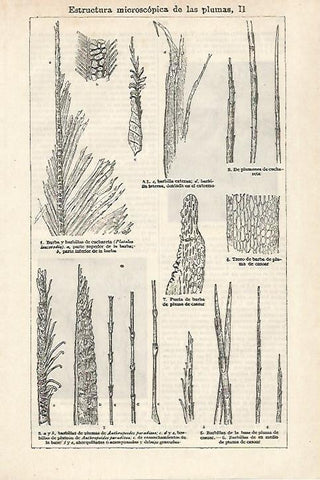 LAMINA ESPASA 27165: Estructura de las plumas