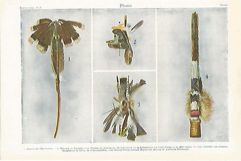 LAMINA ESPASA 27166: Pluma