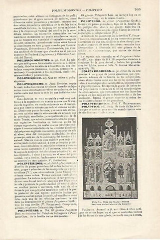 LAMINA ESPASA 27225: Poliptico de Nicolas Alumno