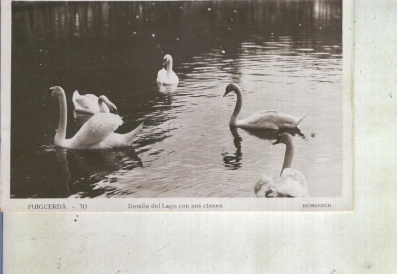 Postal 013926: Detalle del lago con cisnes de Puigcerda, Gerona