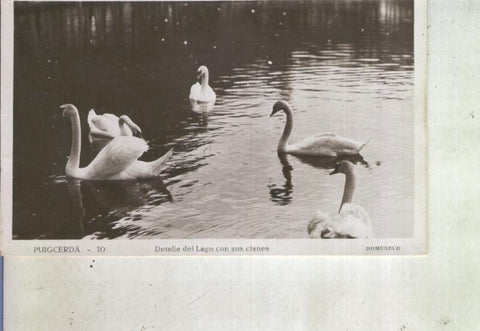 Postal 013926: Detalle del lago con cisnes de Puigcerda, Gerona
