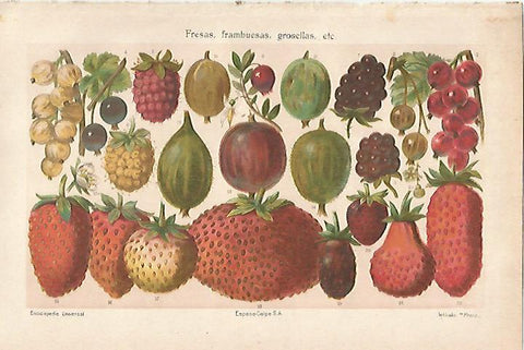 LAMINA ESPASA 27507: Fresas frambuesas y grosellas