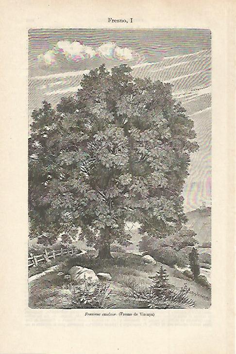 LAMINA ESPASA 27515: Fraxinus excelsior o fresno de Vizcaya