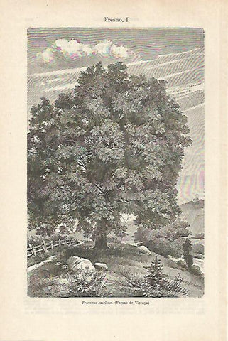 LAMINA ESPASA 27515: Fraxinus excelsior o fresno de Vizcaya