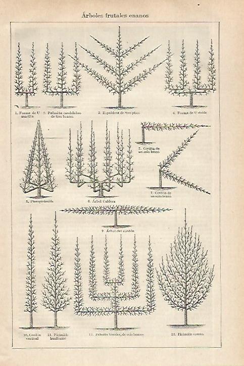 LAMINA ESPASA 27543: Arboles frutales enanos