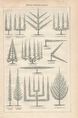 LAMINA ESPASA 27543: Arboles frutales enanos