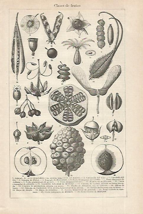 LAMINA ESPASA 27546: Clases de frutos