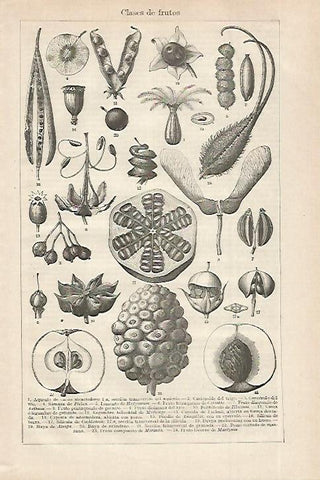 LAMINA ESPASA 27546: Clases de frutos