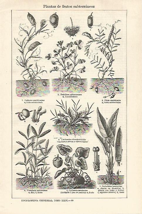 LAMINA ESPASA 27547: Plantas de frutos subterraneos