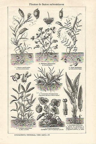 LAMINA ESPASA 27547: Plantas de frutos subterraneos