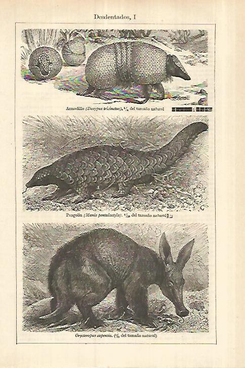 LAMINA ESPASA 27782: Armadillo pangolin y Orycteropus capensis