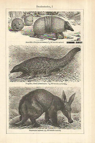 LAMINA ESPASA 27782: Armadillo pangolin y Orycteropus capensis