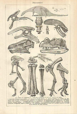 LAMINA ESPASA 27865: Dinosaurios