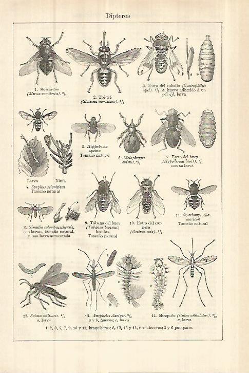 LAMINA ESPASA 27876: Dipteros