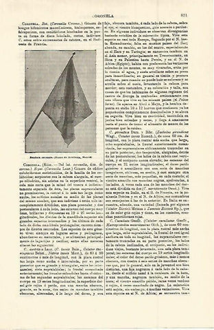 LAMINA ESPASA 15020: Bandera coronela