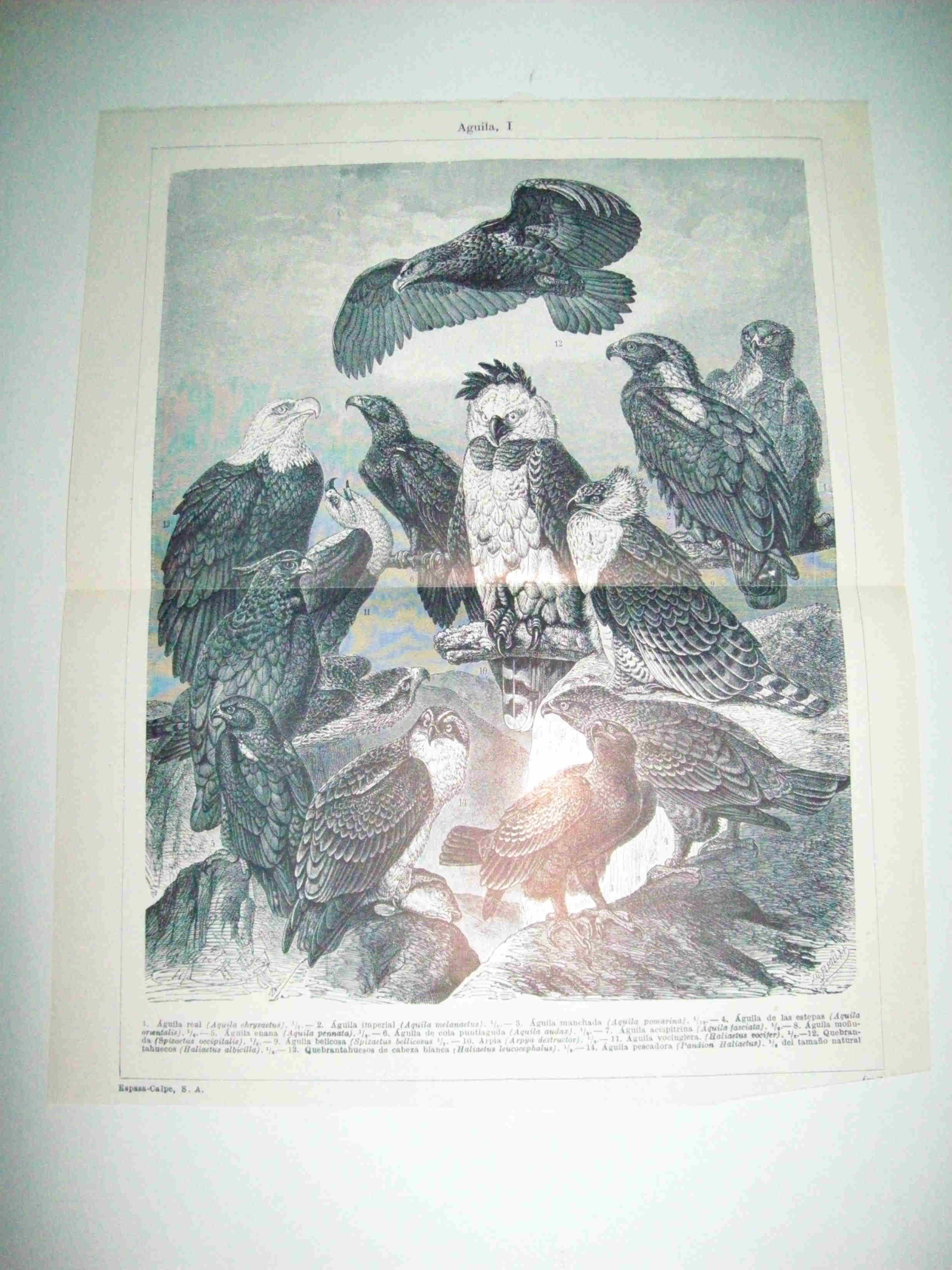 LAMINA ESPASA 15441: Aguilas