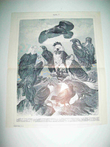 LAMINA ESPASA 15441: Aguilas
