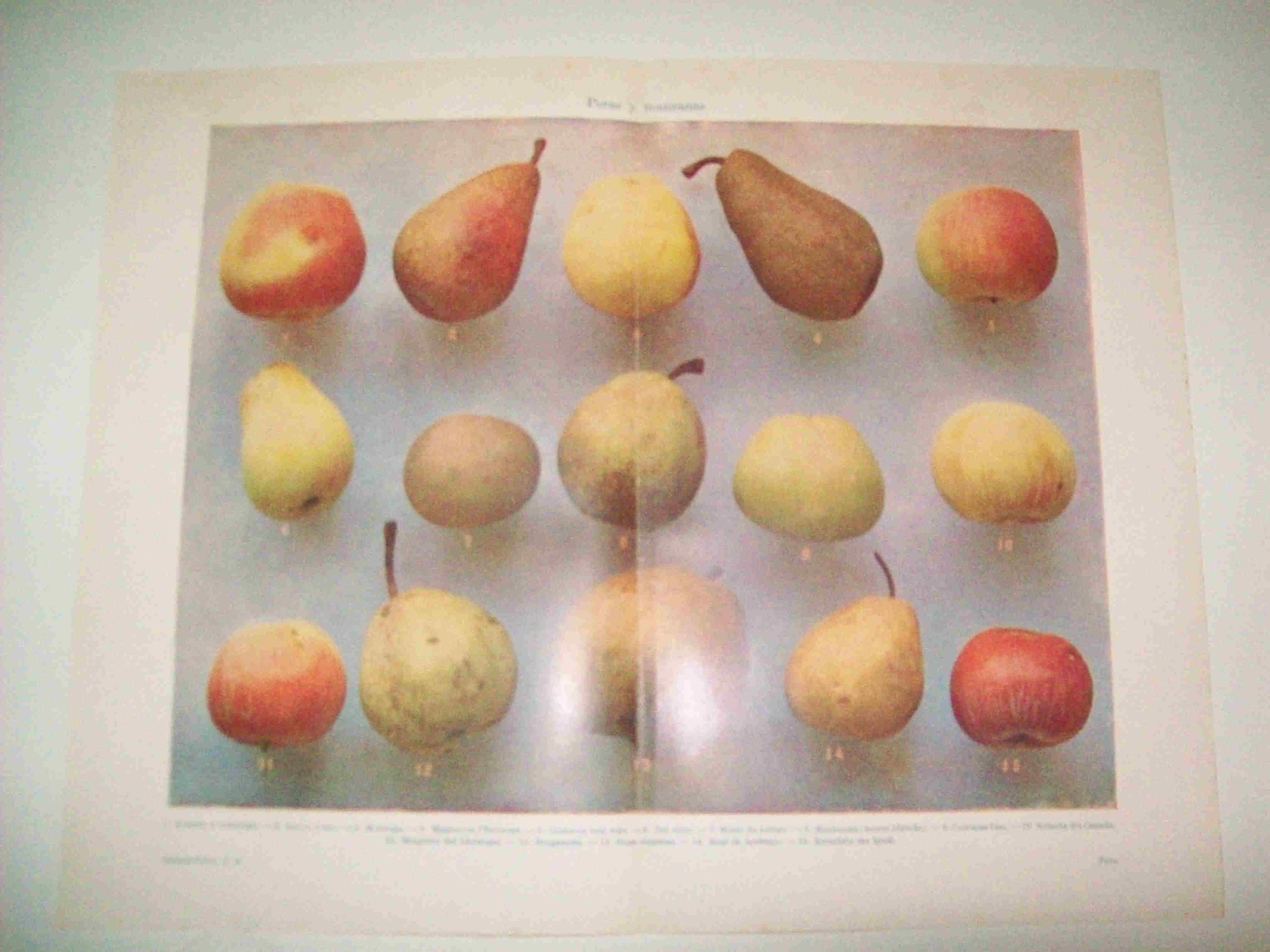 LAMINA ESPASA 15716: Peras y manzanas