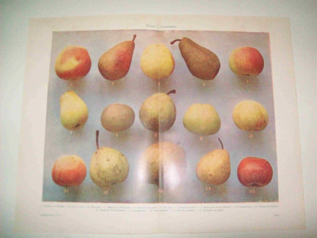 LAMINA ESPASA 15716: Peras y manzanas