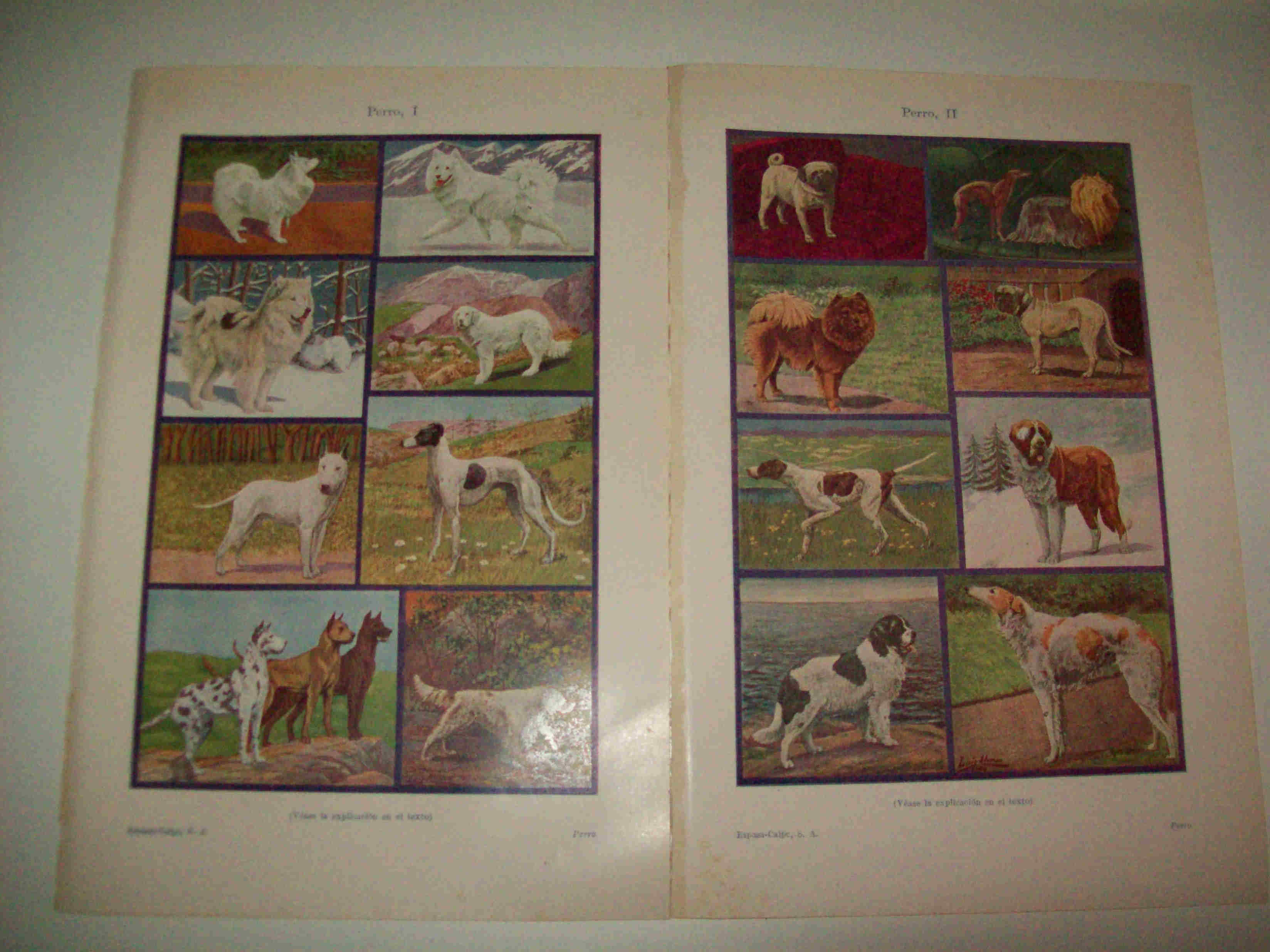 LAMINA ESPASA 15778: Especies de perro