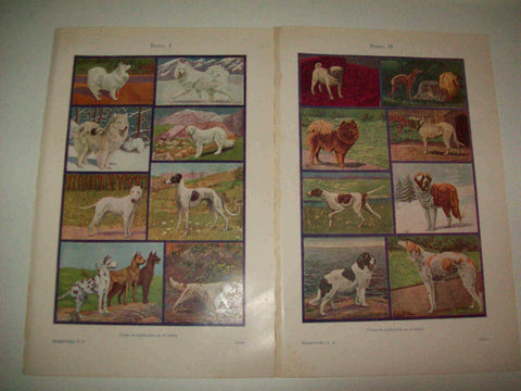 LAMINA ESPASA 15778: Especies de perro