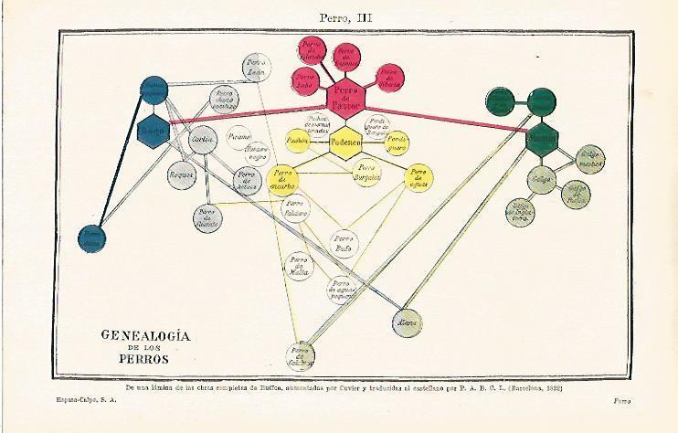 LAMINA ESPASA 15780: Genealogia de los perros