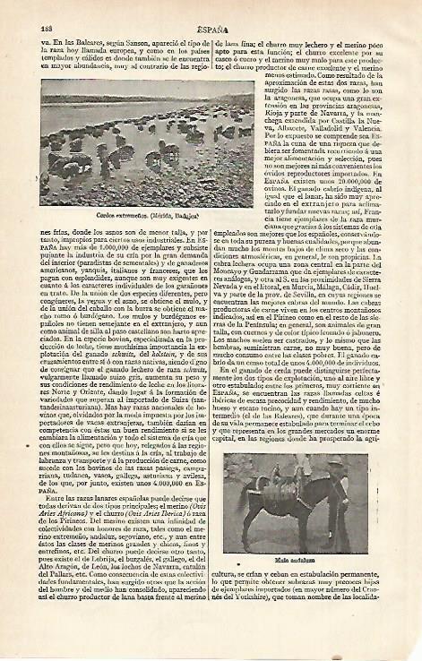 LAMINA ESPASA 15570: Cerdos de Extremadura