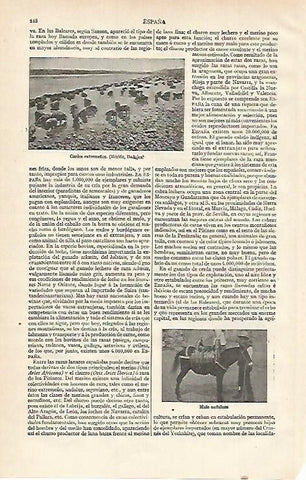 LAMINA ESPASA 15570: Cerdos de Extremadura