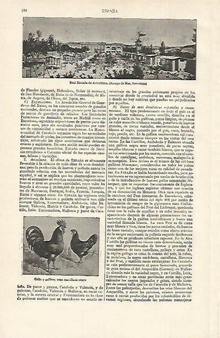LAMINA ESPASA 15575: Real Escuela de Avicultura en Arenys de Mar Barcelona