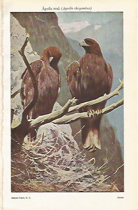 LAMINA ESPASA 15447: Aguila real o Aquila chrysaetus