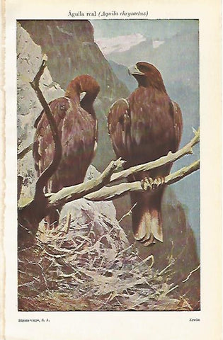 LAMINA ESPASA 15447: Aguila real o Aquila chrysaetus
