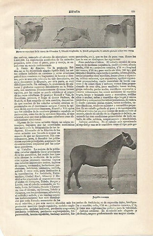 LAMINA ESPASA 15571: Pinturas rupestres de Altamira