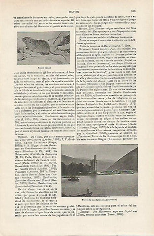 LAMINA ESPASA 15986: Torre de los Ratones