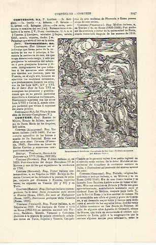 LAMINA ESPASA 15074: La cortesana de Babilonia grabado de Durero