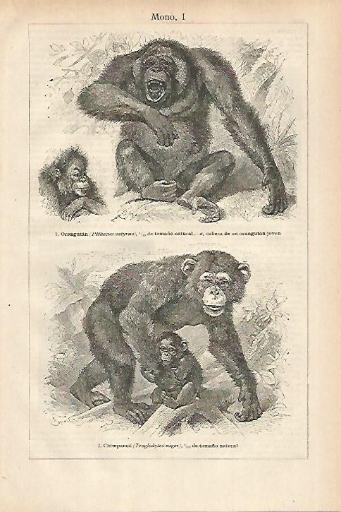 LAMINA ESPASA 27919: Orangutan y Chimpance