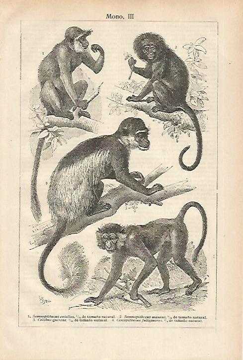 LAMINA ESPASA 27921: Espeies de mono