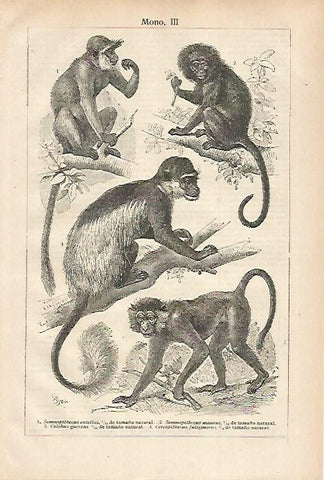 LAMINA ESPASA 27921: Espeies de mono