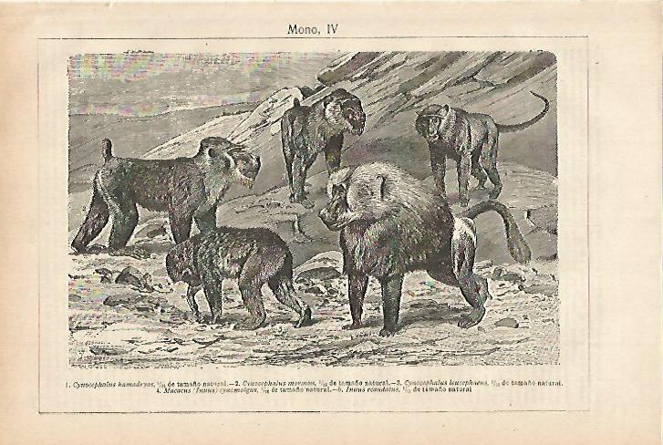 LAMINA ESPASA 27922: Macaco y otros monos