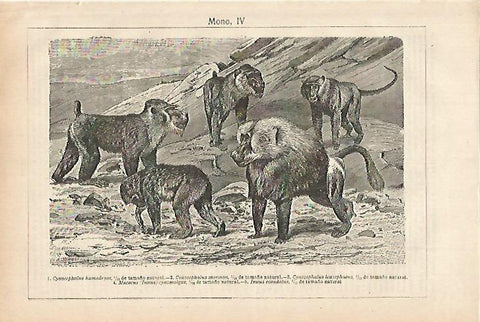 LAMINA ESPASA 27922: Macaco y otros monos