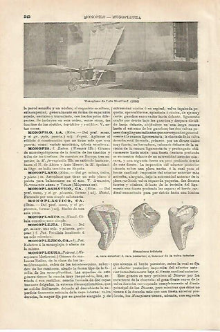 LAMINA ESPASA 27926: Monoplano de Luis Mouillard de 1896