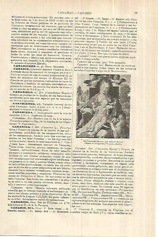 LAMINA ESPASA 28193: La Virgen del Canario por Alberto Durero