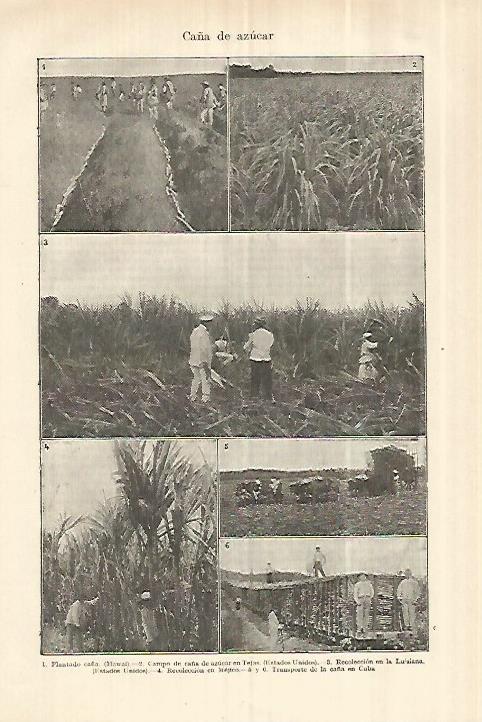 LAMINA ESPASA 28236: Campos de caña de azucar en Estados Unidos