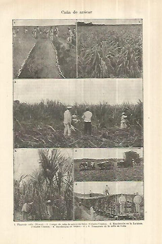 LAMINA ESPASA 28236: Campos de caña de azucar en Estados Unidos