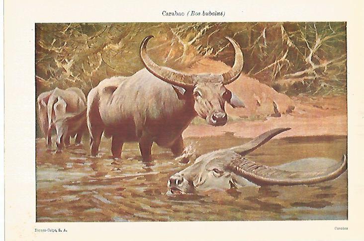 LAMINA ESPASA 28287: Carabao