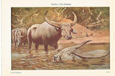 LAMINA ESPASA 28287: Carabao