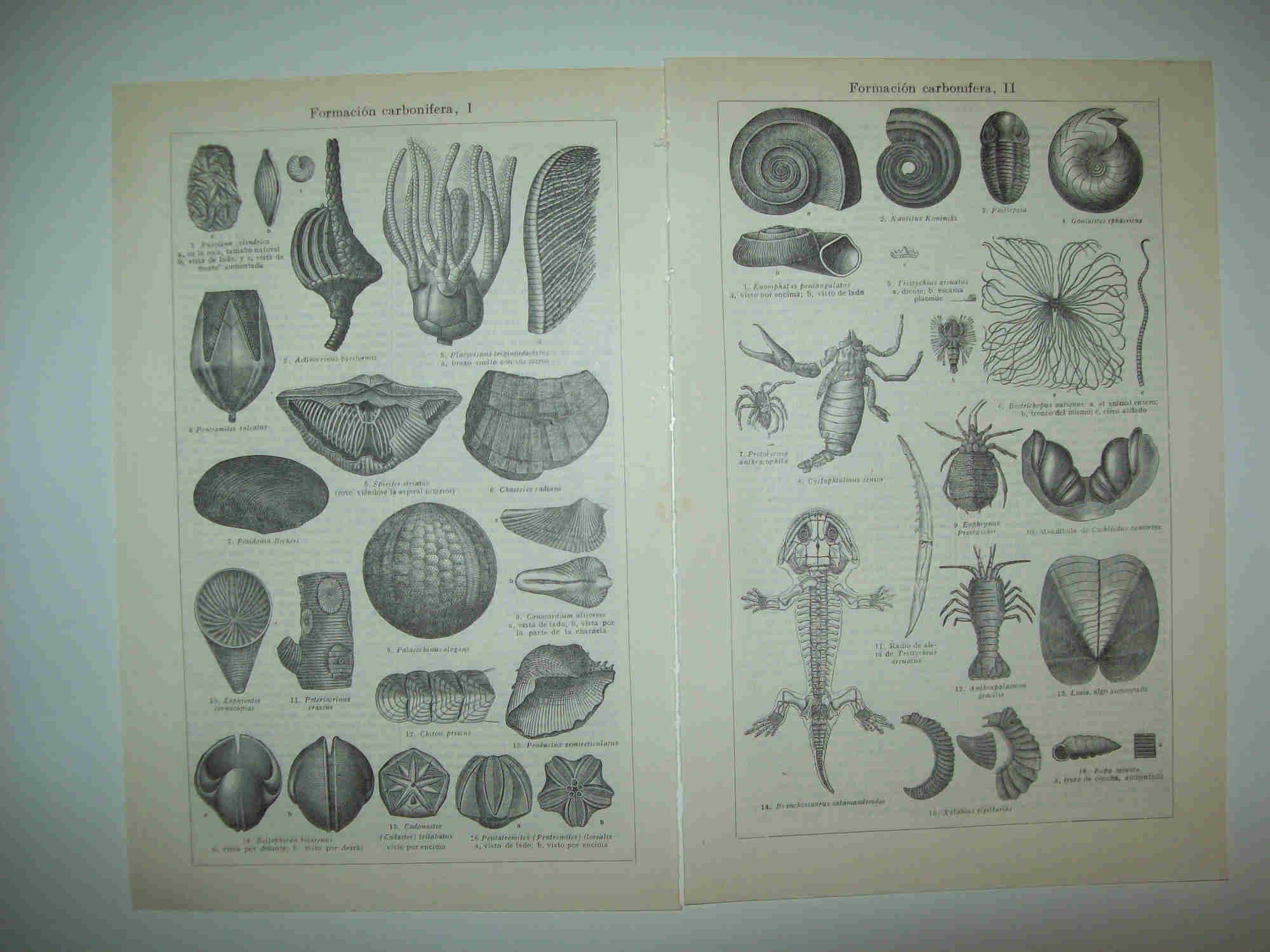 LAMINA ESPASA 28310: Formacion carbonifera