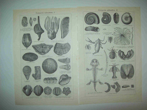 LAMINA ESPASA 28310: Formacion carbonifera