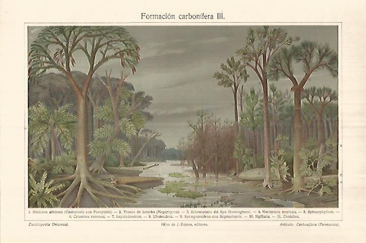 LAMINA ESPASA 28311: Carbonifera