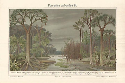 LAMINA ESPASA 28311: Carbonifera
